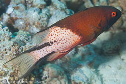BD-121128-Aqaba-7519-Bodianus-anthioides-(Bennett.-1832)-[Lyretail-hogfish].jpg